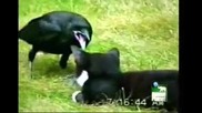 Скачать аварские песни видео Скачать аварские песни видео