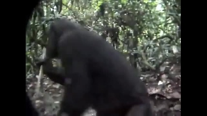 Любопитна маймунка намира скрита камера
