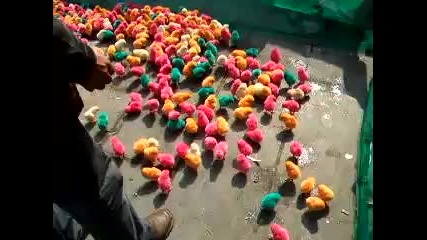 Пиленца с различни цветове в Китай