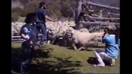 Агресивна Овца Нокаутира Оператор