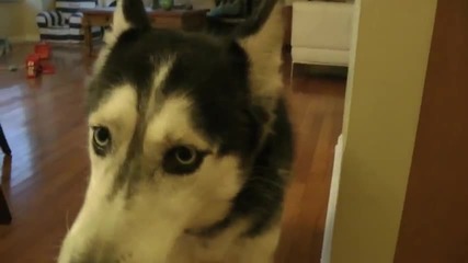 Mishka do you like Justin Bieber ? - Мишка харесваш ли Джъстин Бийбър ?