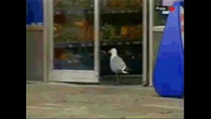 Funny Pics
