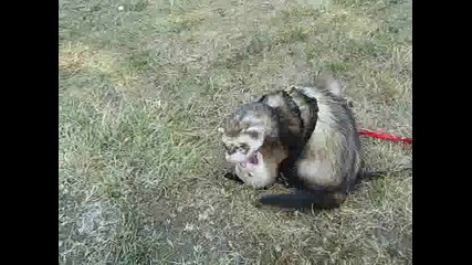 Ferret Love play