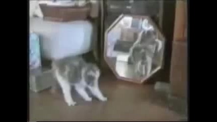 199% смях - Crazy Cats