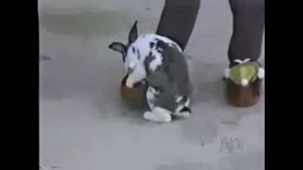 Збъркани животни