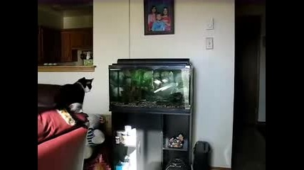 Котка И Аквариум