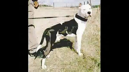 Pit Buli