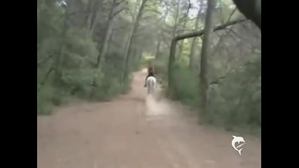 Дончо Андонов - Стоян през гора вървеше