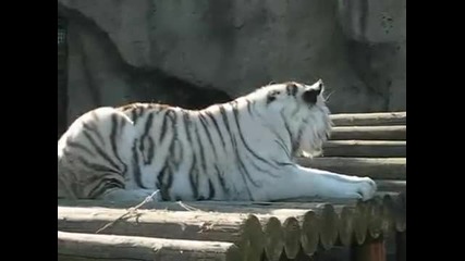 Бял тигър 