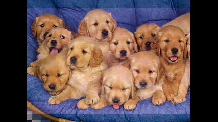 sweety 