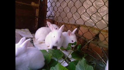 малки сладки зайчета
