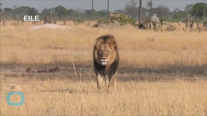 Lawyer: No Charge yet for 2nd Zimbabwe Lion Killing Suspect