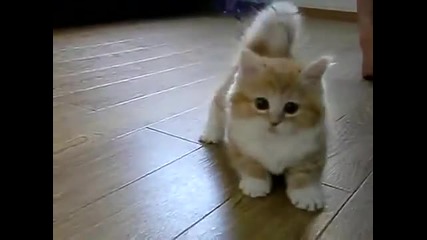 Fluffy Kitten Is Confused