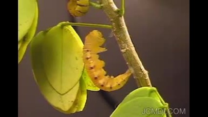 Time Lapse - Phoebis sennae Butterfly Pupates - Emerges 