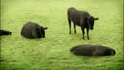 Луда анимация с крави 