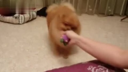 Кученце не си дава играчката
