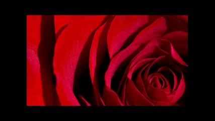 Rosas del Amor
