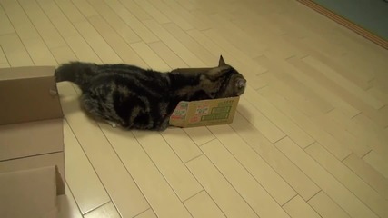 Компилация с Дебелото коте Мару .. Сладур ^.^