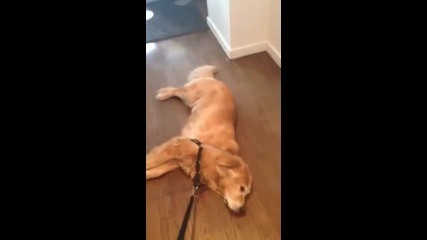 Мързеливо куче не иска да излезе на разходка