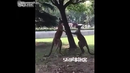 Двама мъже се опитват да разтърват подивели кенгура побойници.