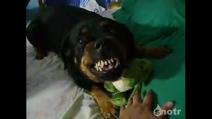 Това куче не го слуша главата ;d