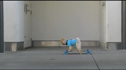 модерно облечено куче подкарва скейтборд и прави номера.
