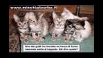 Странни Котки