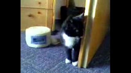 Котенце си играе