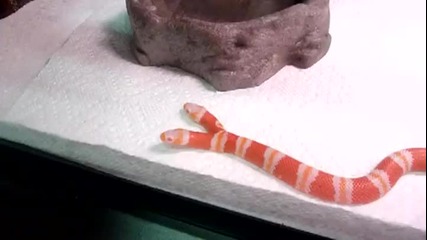 Двуглава змия пие вода