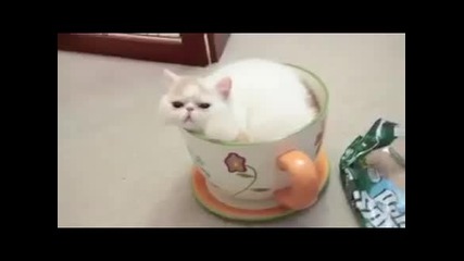 Коте се намества в чаша