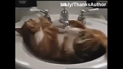 Сладки котета във водата ! (смях 100%)