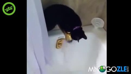 Любопитно коте ;дд