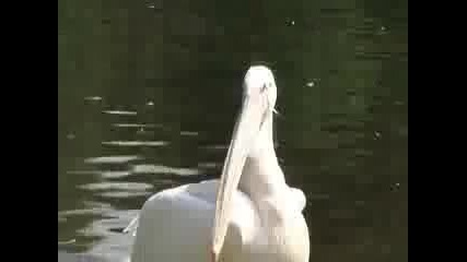 Пеликан изжда гълъб