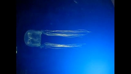 Смъртоносната австралийска кубична медуза