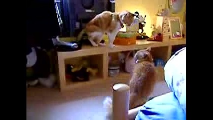 котки се бият