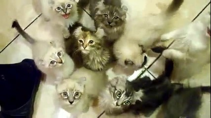 Хранене на гладни котета