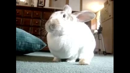 Singing Rabbit 