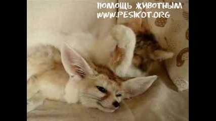 За приятелството няма граници