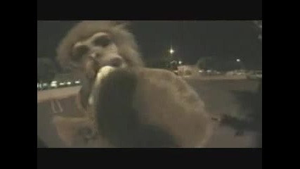 Jackass Night Monkey 2