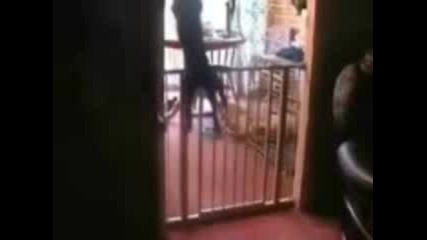 Fun Cat