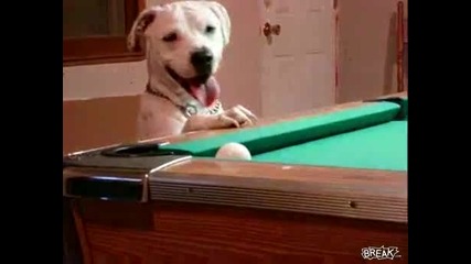 Куче играе страхотно билярд 