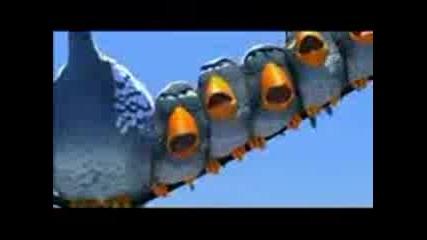 Funny Birdy Animation 