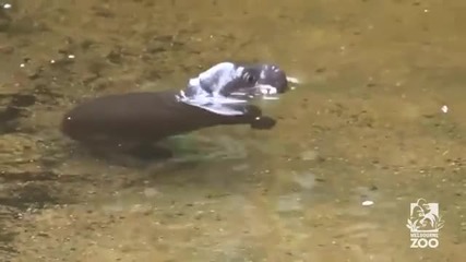 Водното забавление на един хипопотам джудже