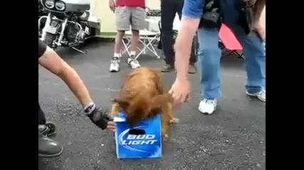 Смях, куче не си дава бирата