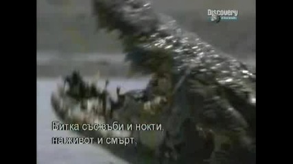Лъв Vs. Крокодил - Discovery Channel + Bg Sub Част4/4