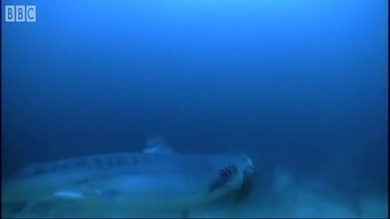 Dangerous Breeding - Turtles Guide to the Pacific - Bbc Earth 