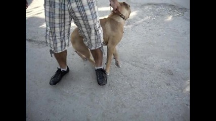 hamar deteto na djambo 