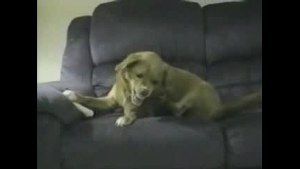 Stuped Dog