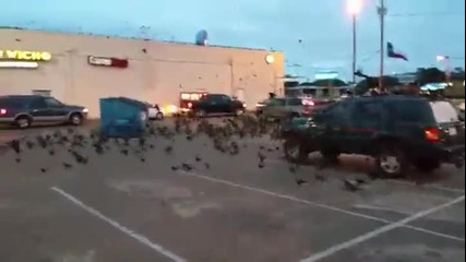 Птици превземат паркинг