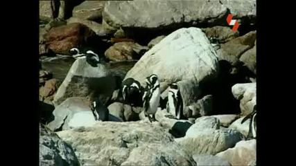 Енциклопедия на животните - пингвина 1 част